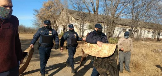 Policias llevandose cueros.